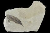 Two Fossil Willow (Salix) Leaves - Green River Formation, Utah #118019-1
